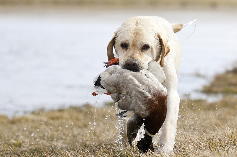 8 Surefire Ways to Ruin a Duck Hunting Dog