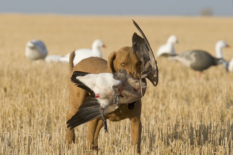 8 Surefire Ways to Ruin a Duck Hunting Dog