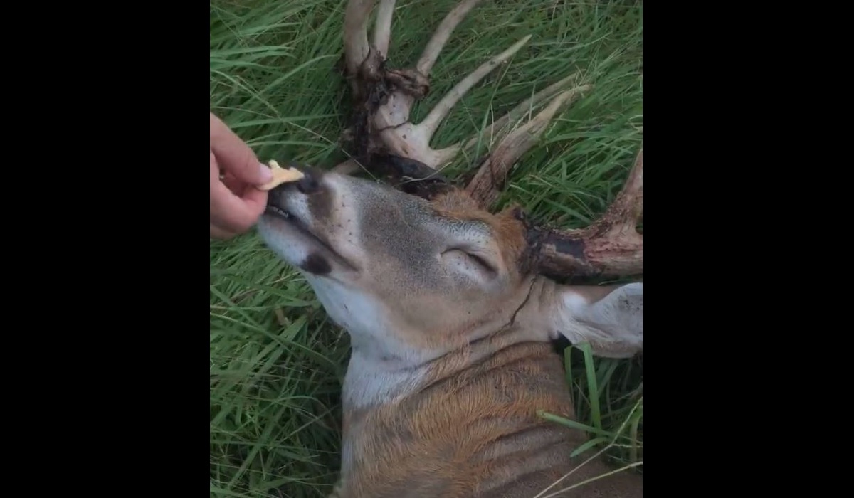 Video: Buck Enjoys Blissful Nap While Being Fed Animal Crackers | OutdoorHub