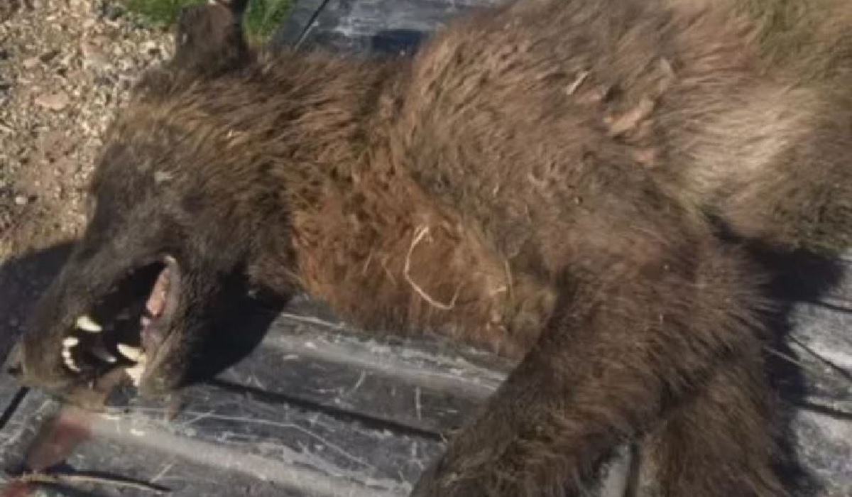 Mysterious Wolf Like Animal Shot By Rancher Stumps Montana Wildlife