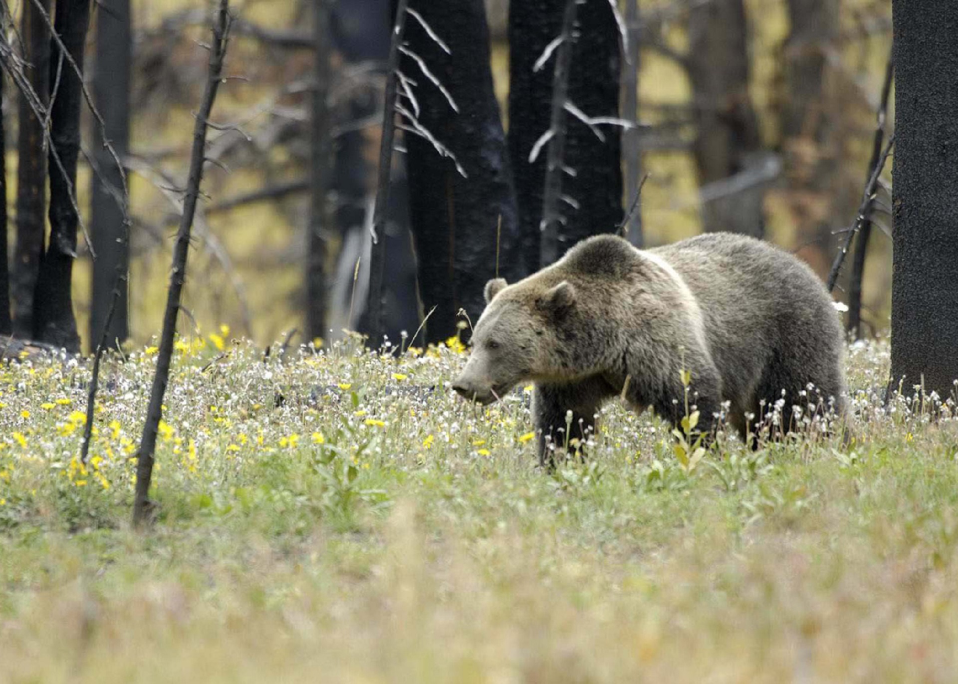 Bear Spray