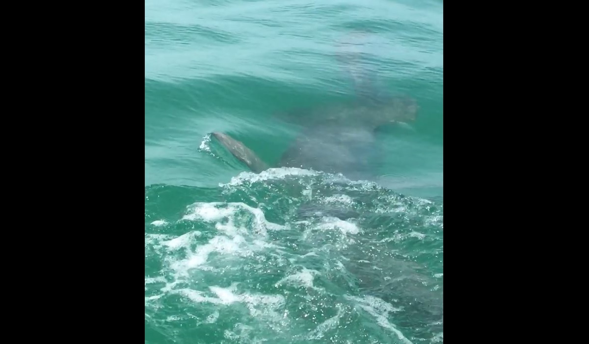 Video: Boater Films Hammerhead Shark Chasing Tarpon Off Coast of Anna ...