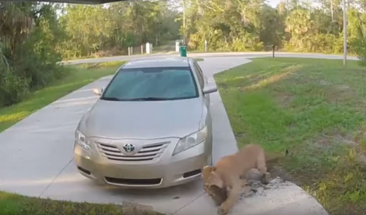 Video Panther Attacks House Cat in the Driveway of South Florida Home