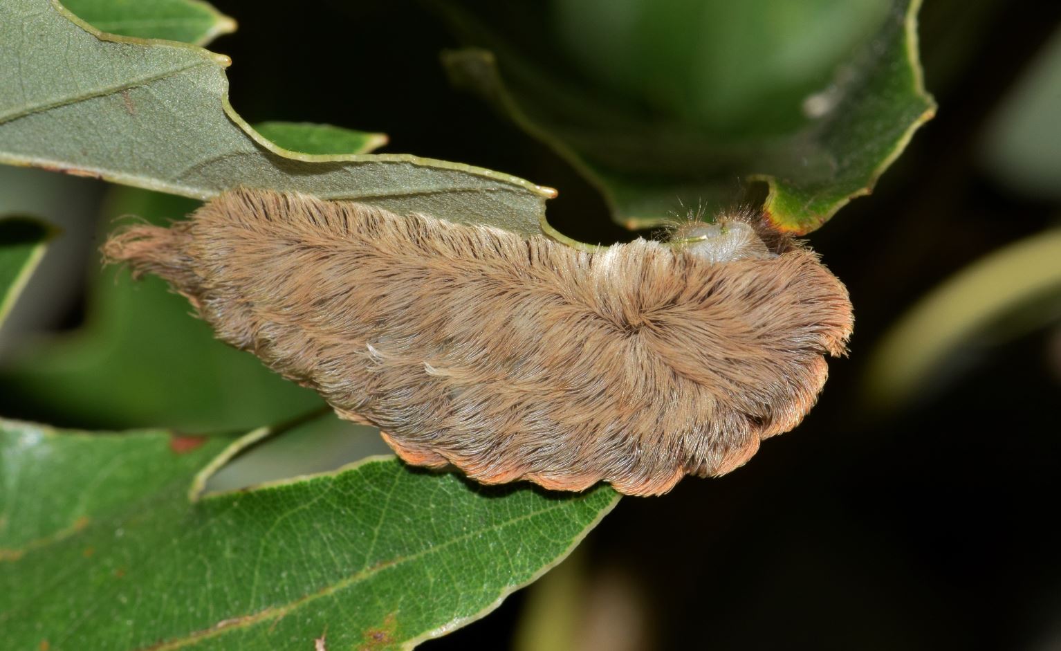 Teenager Hospitalized by Poisonous Southern Flannel Moth Caterpillar |  OutdoorHub