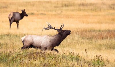 CWD-Positive Elk