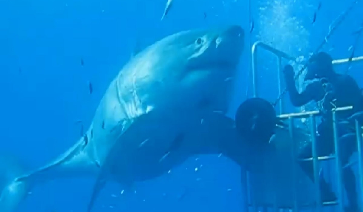 Video of Possibly the Largest White Shark Ever Filmed 'Deep Blue ...