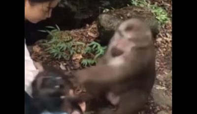 Monkey Jabs Girl