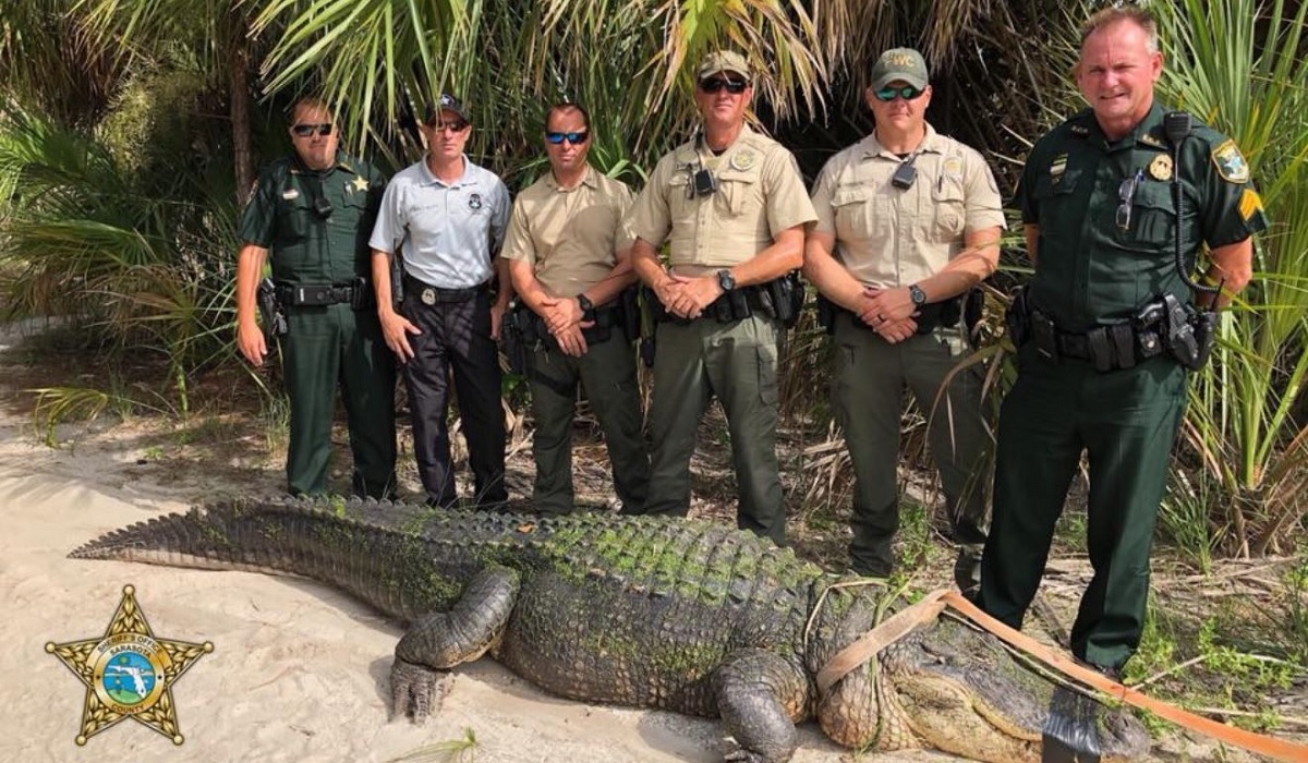 Largest Alligator Caught In Florida