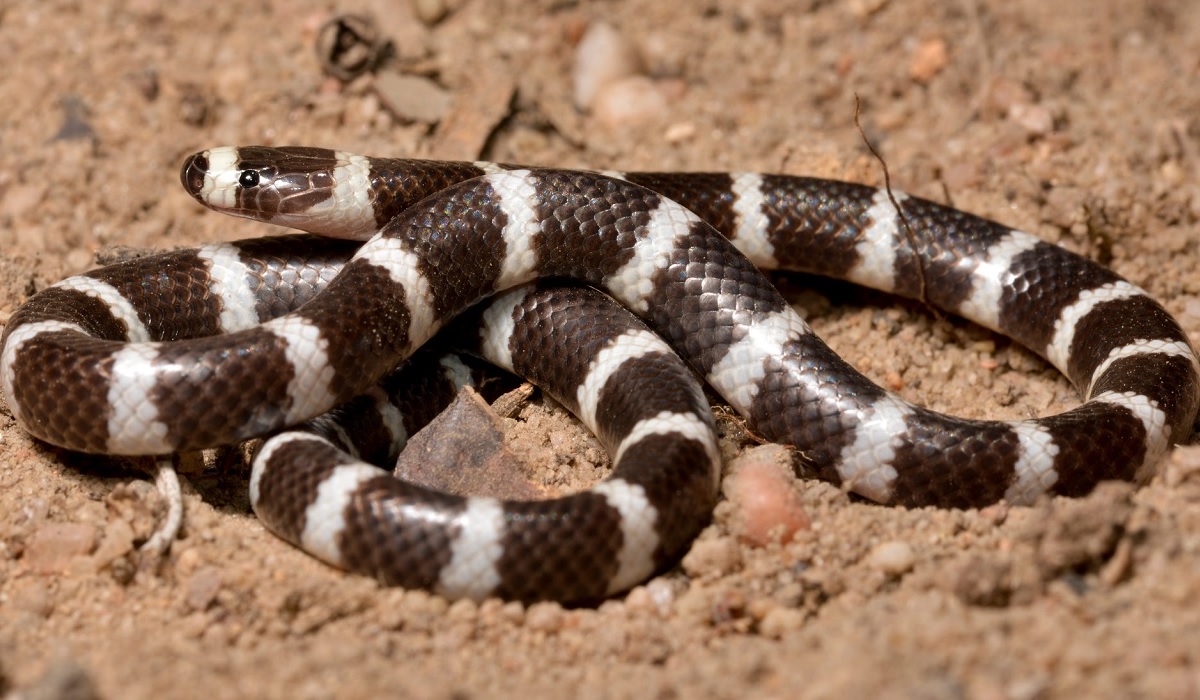 New Venomous Snake Species Discovered by Scientists Already Declared at