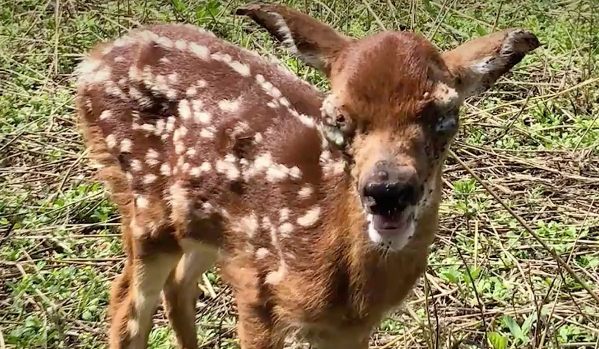 Video Here S How The Tick Explosion Has Impacted Whitetail Deer   TickImpact 