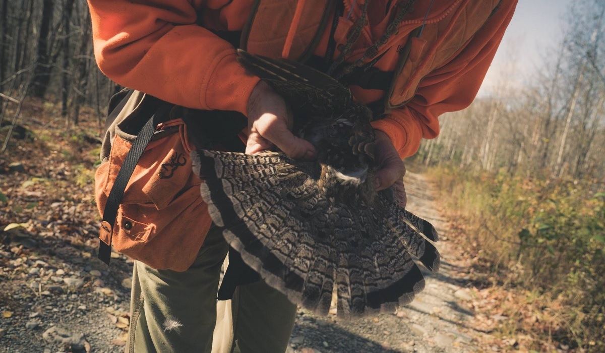 Ruffed Grouse Hunting