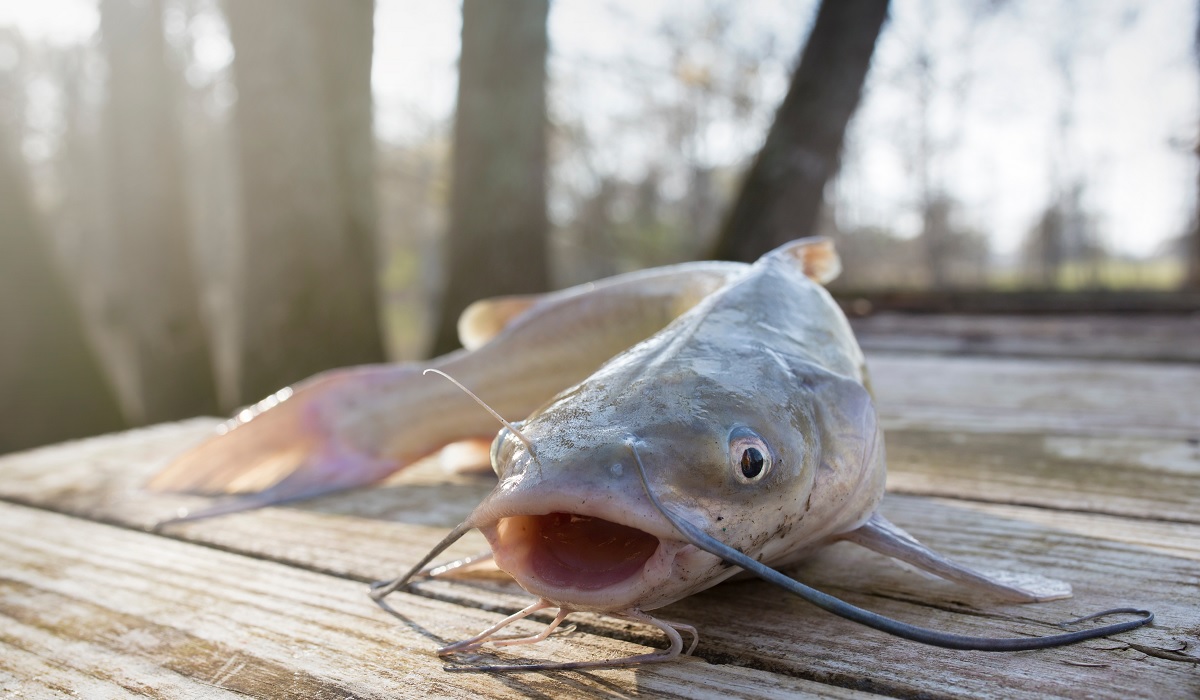 How to make snag-less sinkers for catfishing