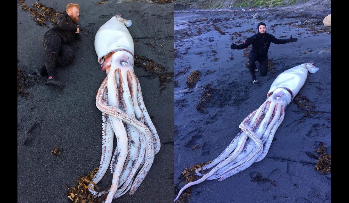 giant-squids-find-out-about-their-characteristics-and-much-more