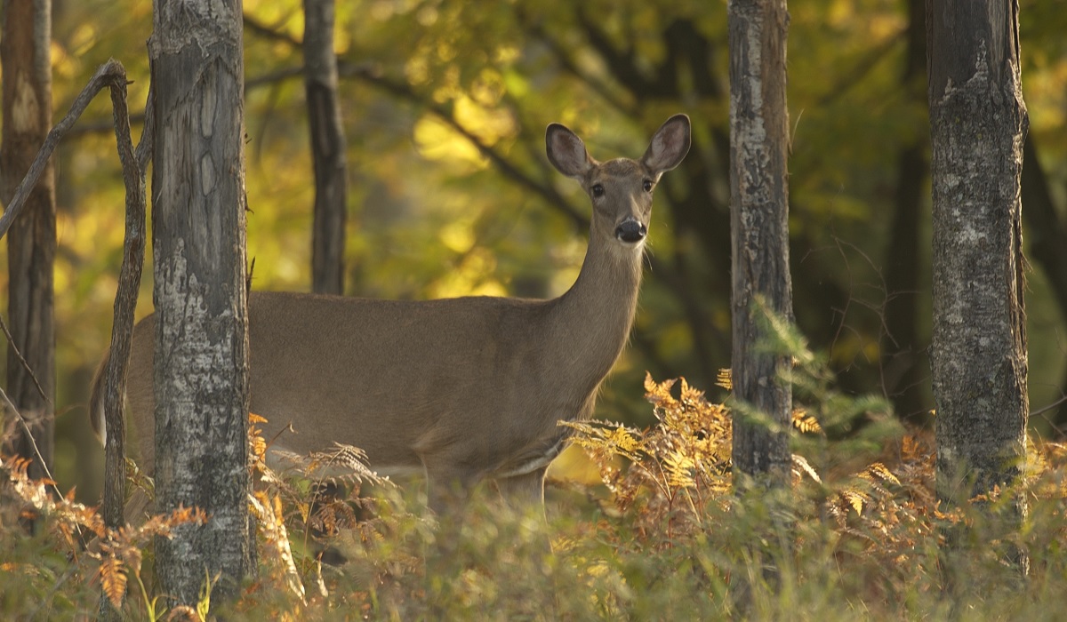 Michigan Establishes New Deer Hunting Laws Aimed at Slowing Chronic