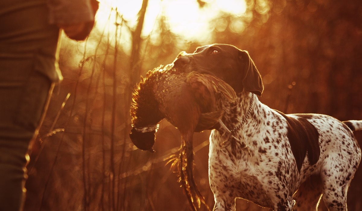 Pheasant Hunting