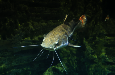 Catfish Rods