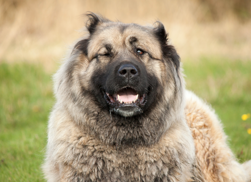 dog trained to hunt bears