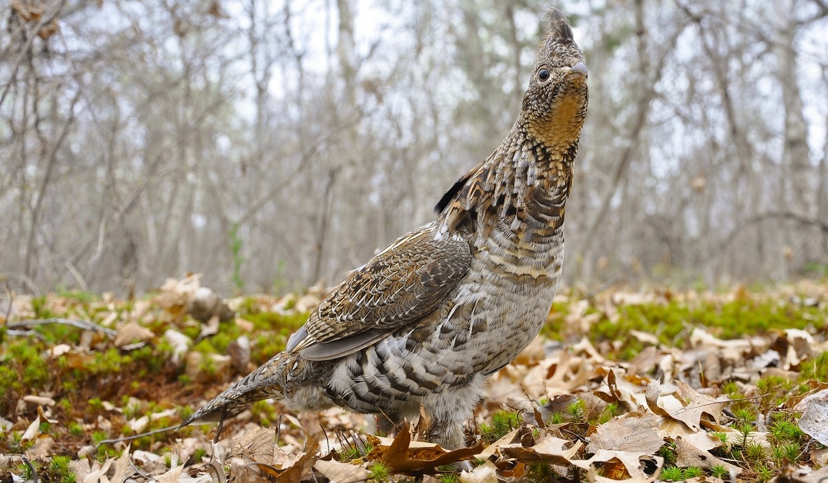 Wisconsin DNR Plans to Relocate 300 Ruffed Grouse to Missouri | OutdoorHub