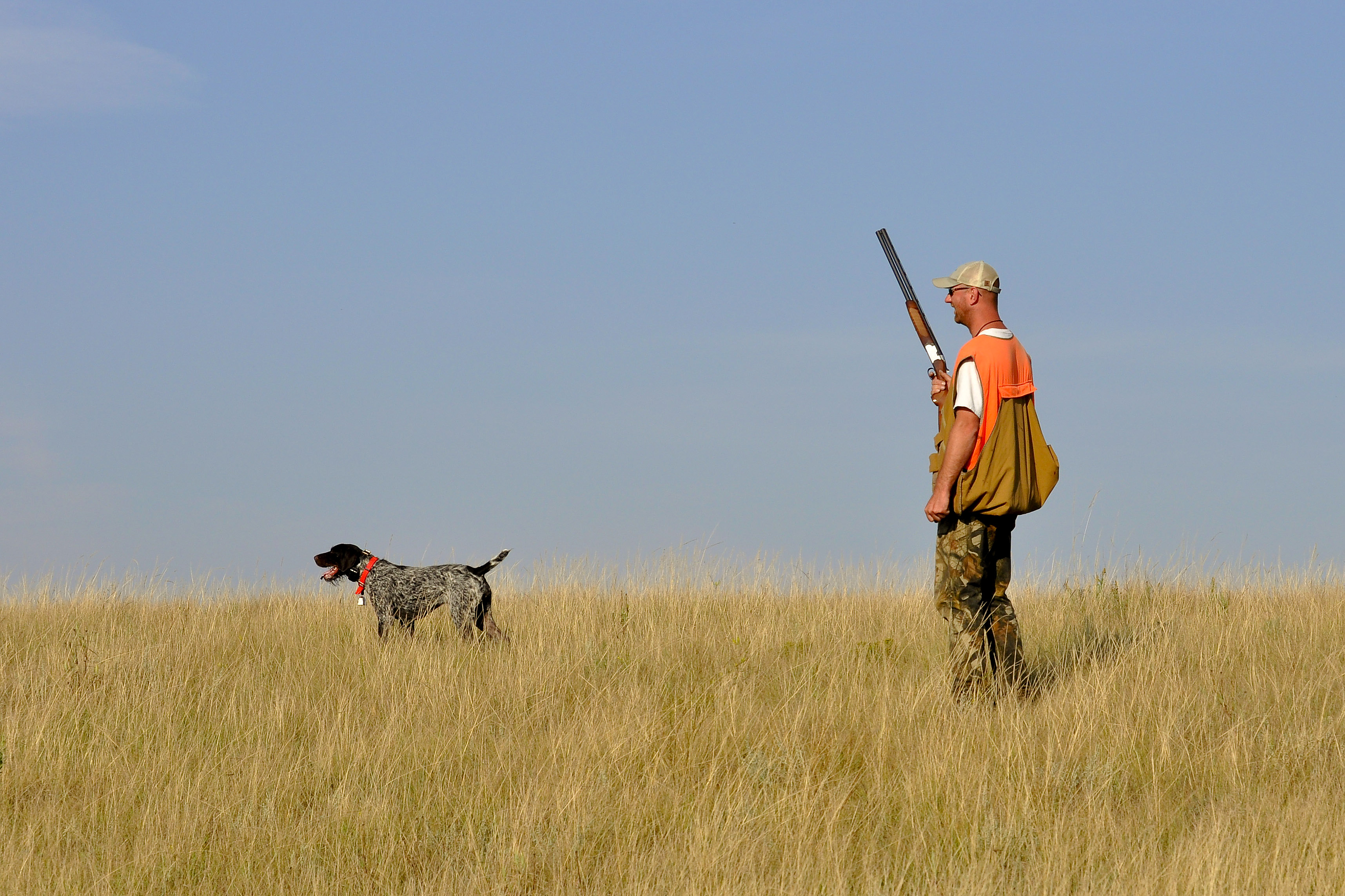 Quail Hunting