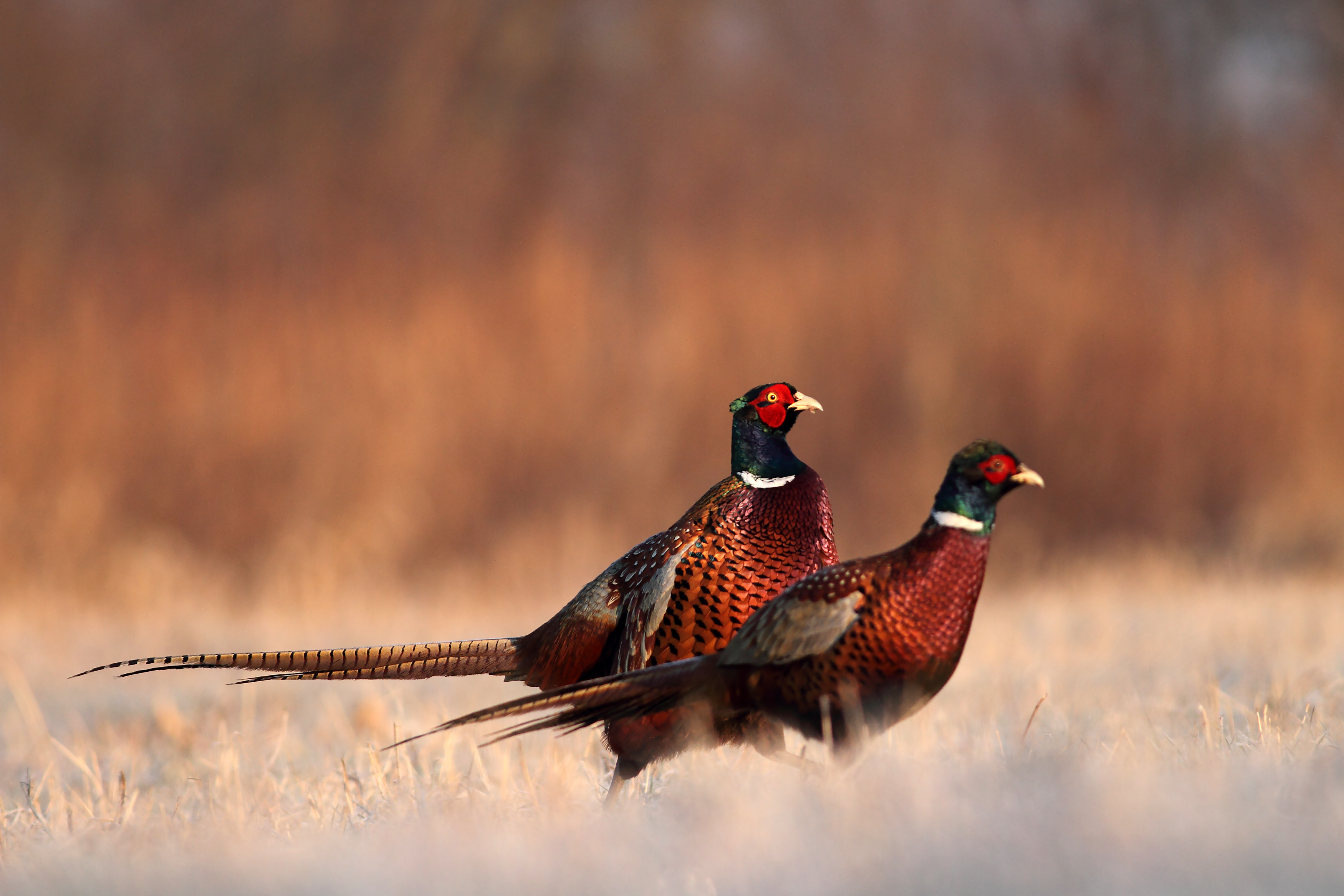 pants for pheasant hunting