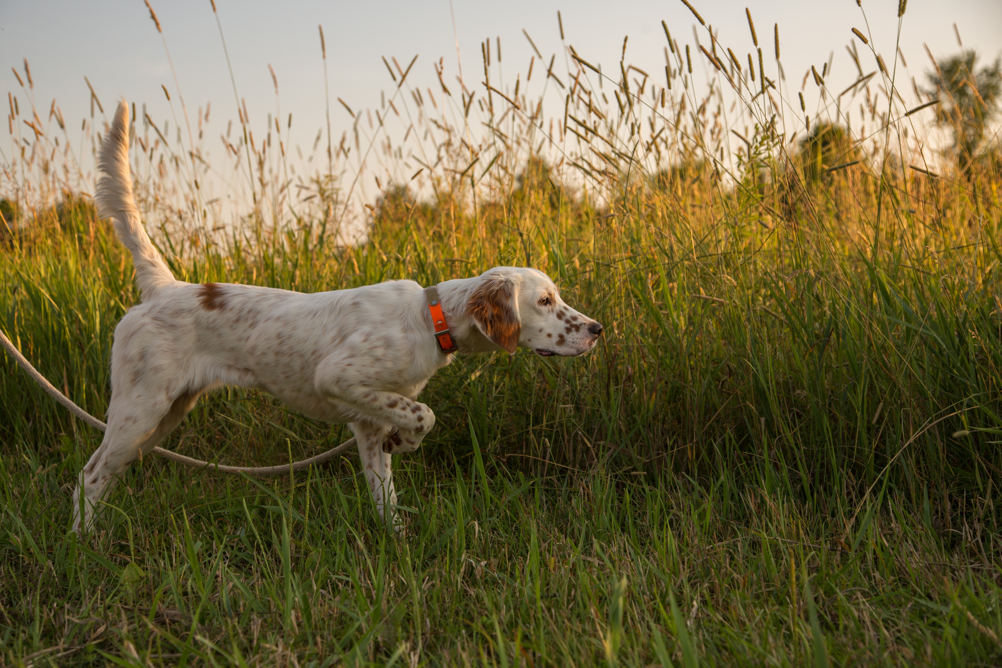 Quail Hunting