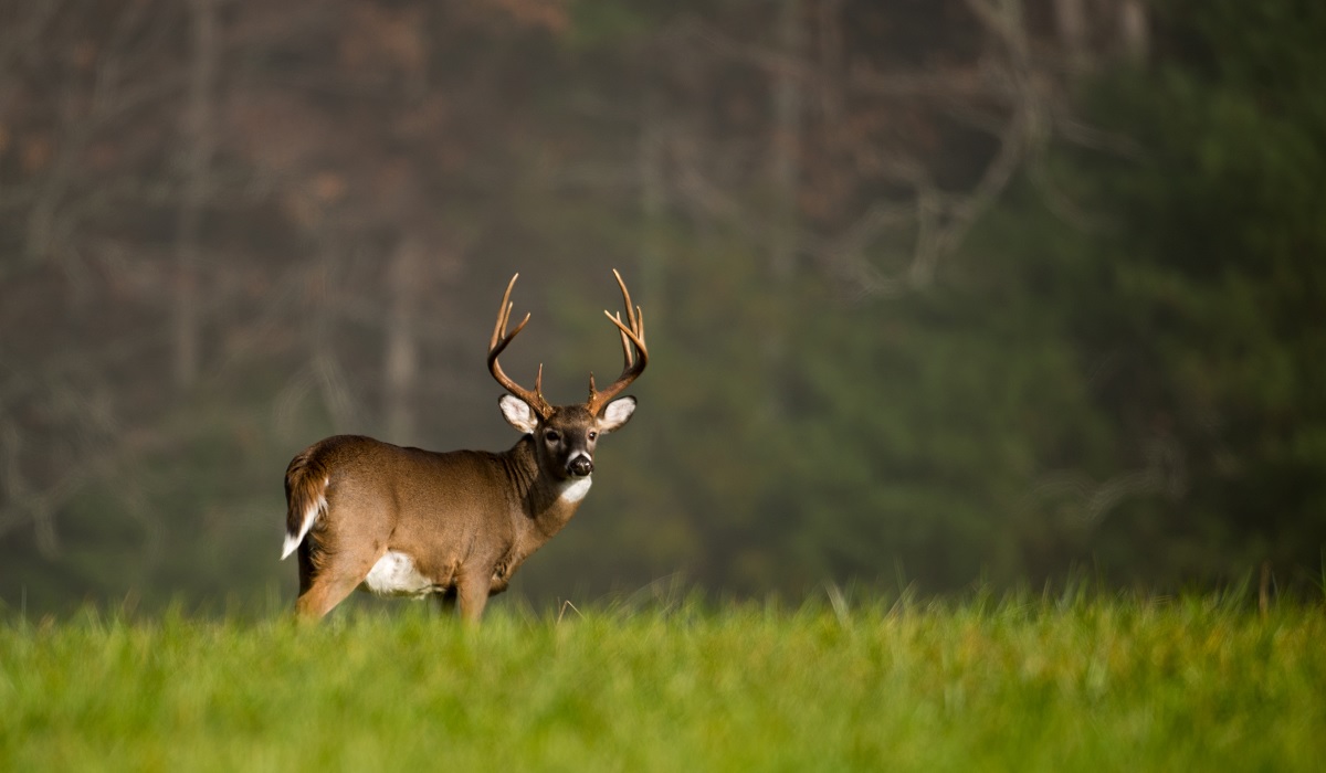 the-3-best-buck-grunt-calls-for-your-next-deer-hunting-trip-outdoorhub