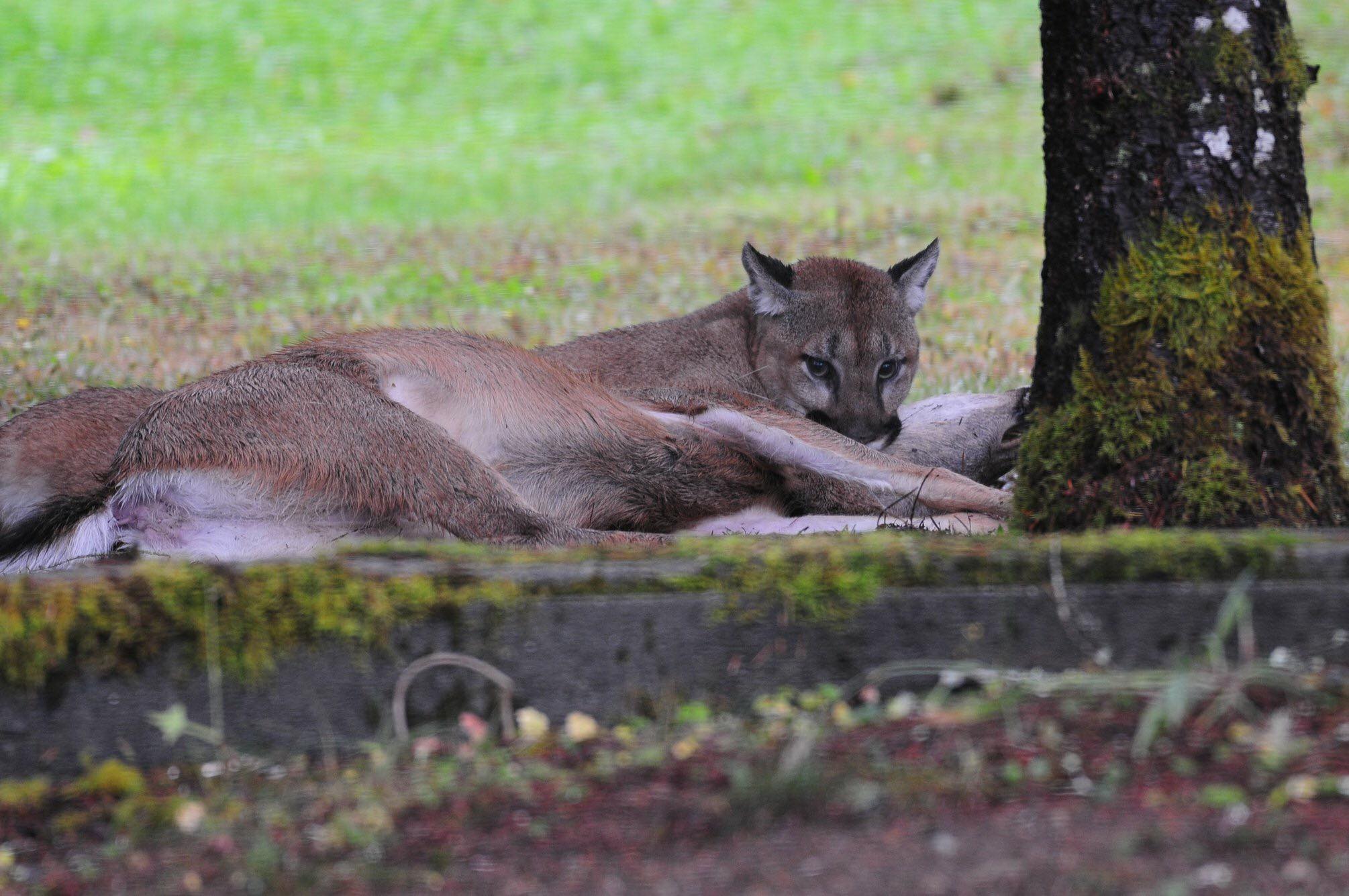 Cougar Mauling