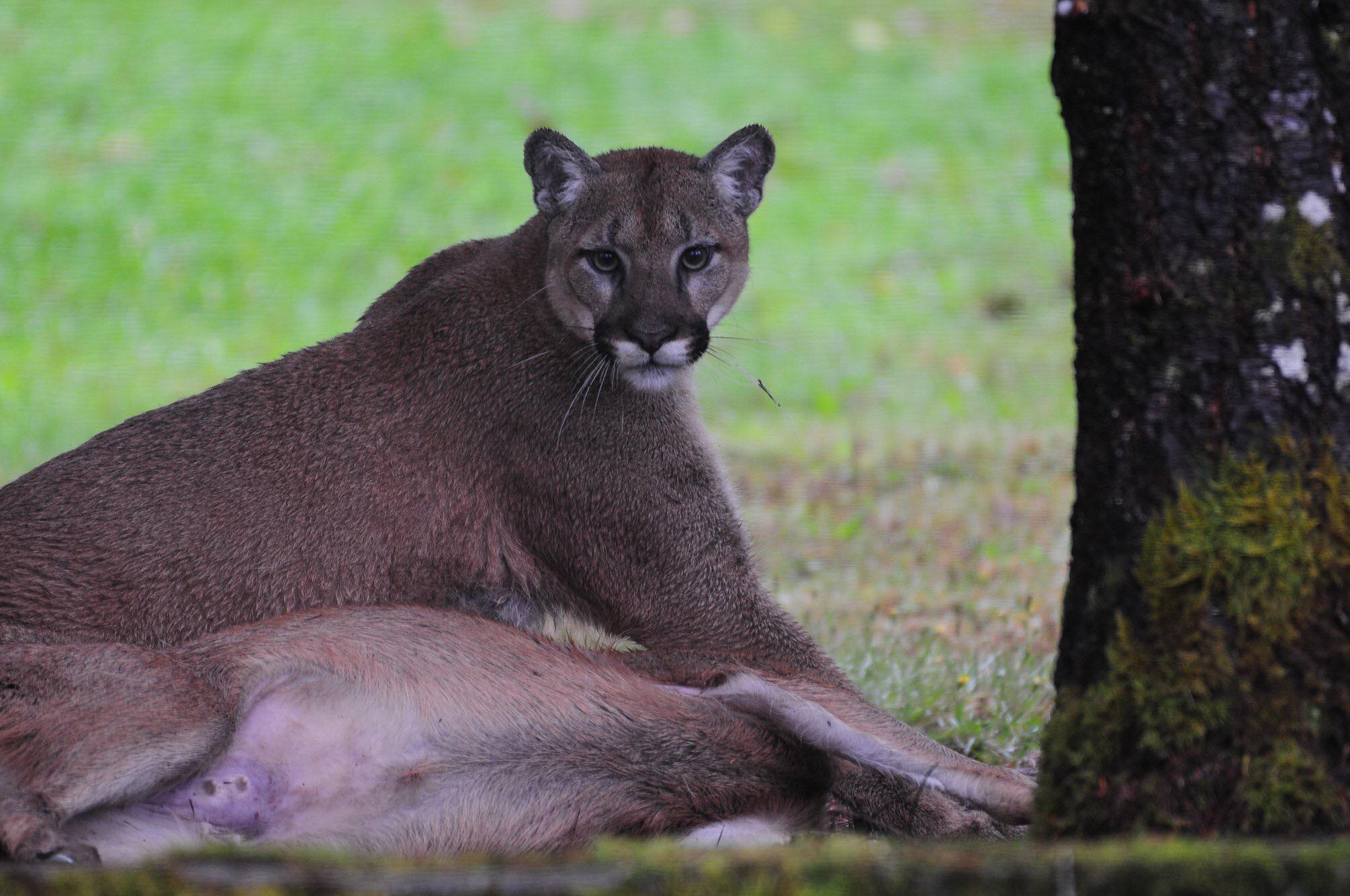 Cougar Mauling