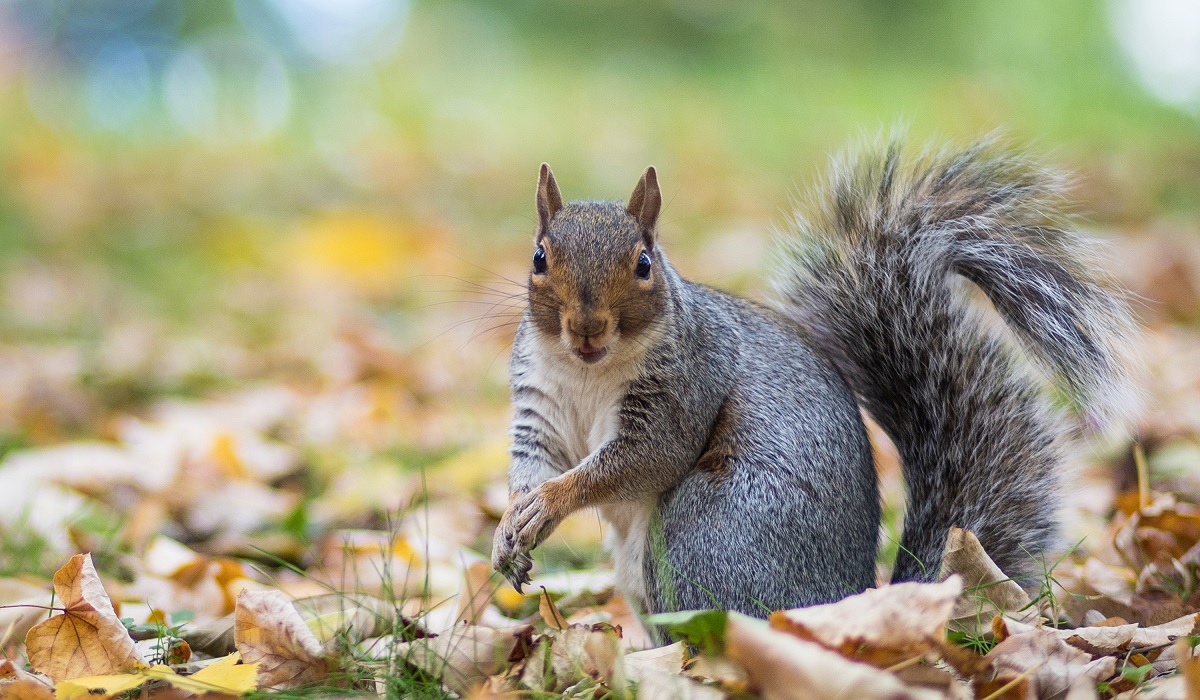 Eating Squirrel Brains May Have Killed a Man After Contracting Mad Cow ...