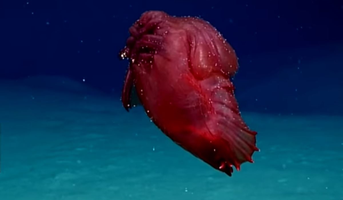 Enypniastes Eximia: The Deep Sea Creature Being Called a 'Headless Chicken  Monster' | OutdoorHub