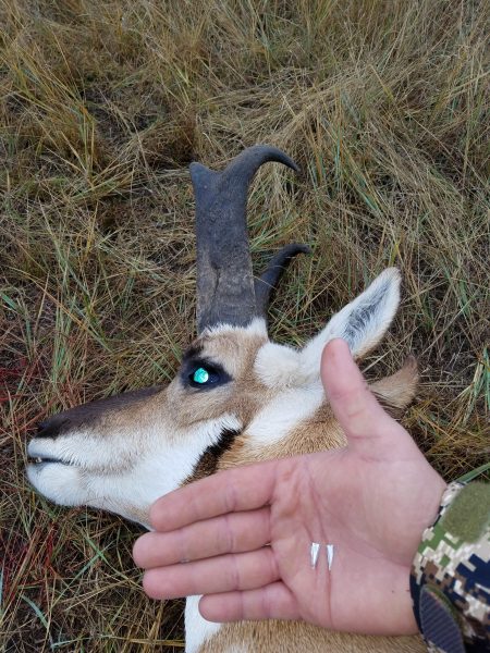 DIY Wyoming Antelope