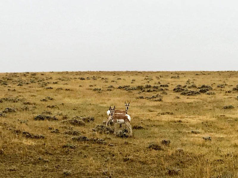 DIY Wyoming Antelope