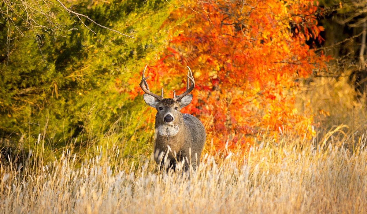 Michigan DNR Cautions Hunters to be on High Alert After Positive Bovine ...