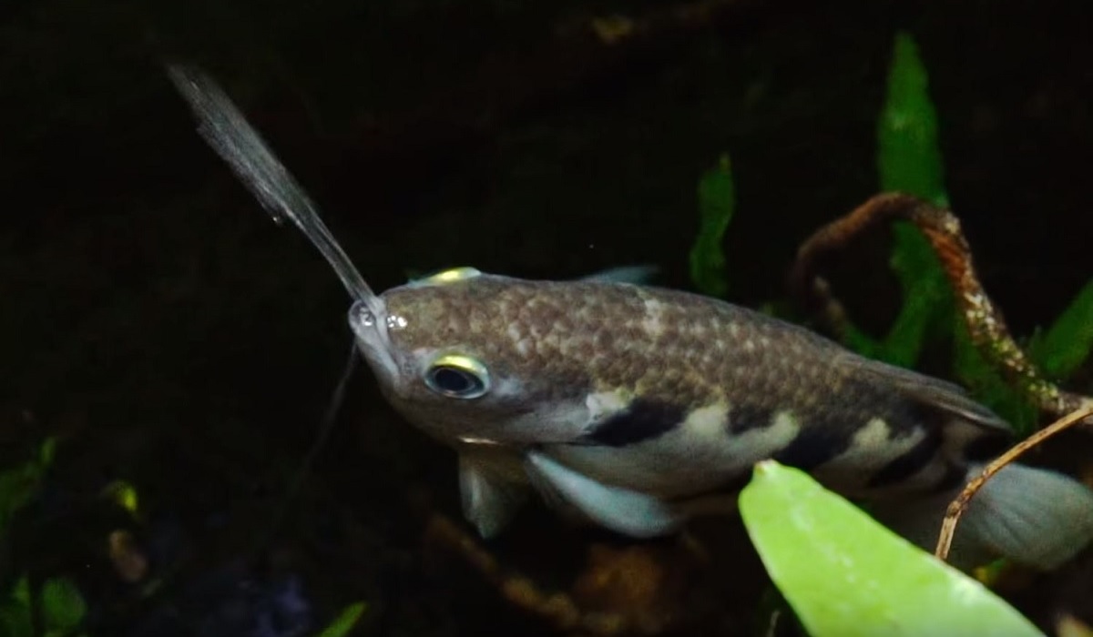 Meet the Expert Studying Fishes That Spit Water to Hunt, Smithsonian  Voices