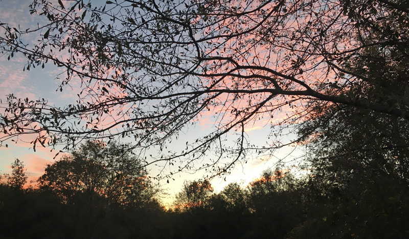Sunrise from a deer stand.