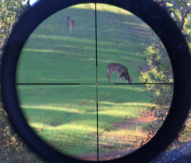 A pair of whitetail bucks in a Georgia food plot.