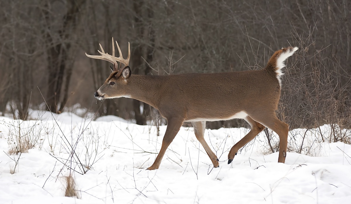 Hunting Report More Deer Harvested in 2018 During Illinois' Initial