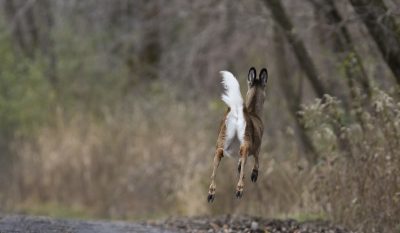 Mortal Deer Disease