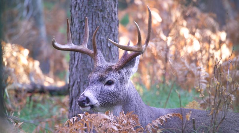 rut deer ohio whitetail buck everything know need bucks hunters scoring check than