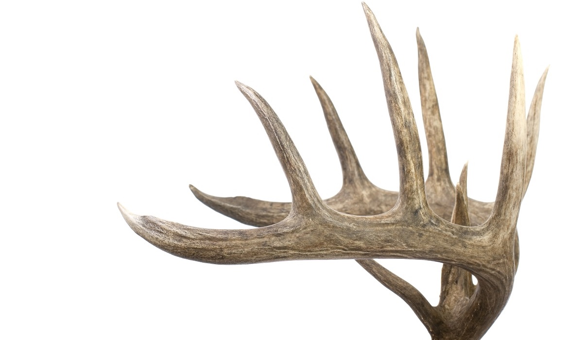 Here's a Guide To Scoring Your Whitetail's Rack