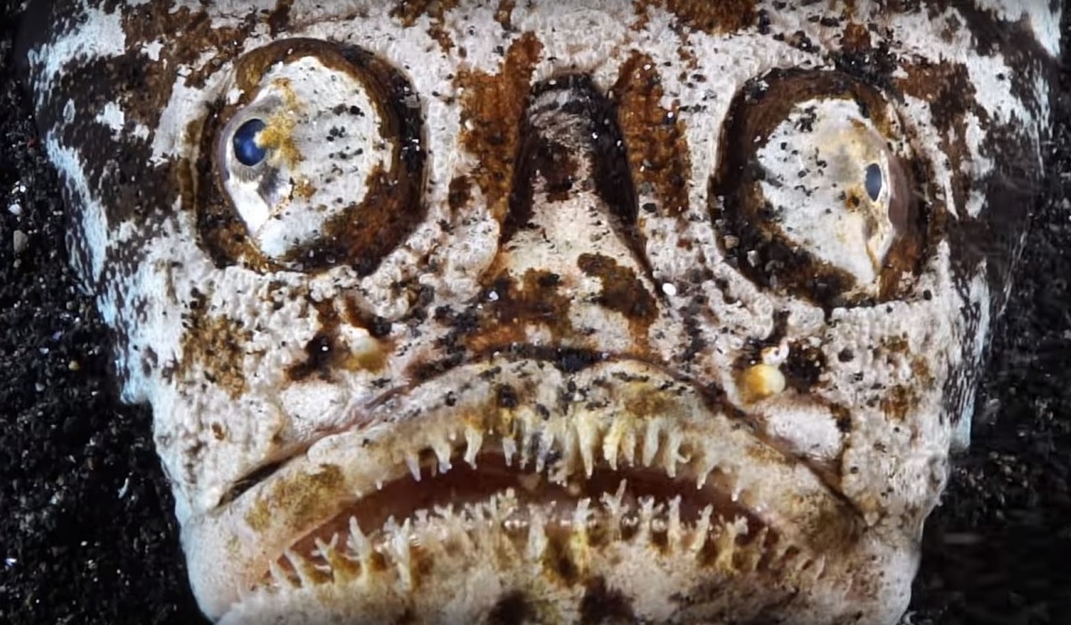 Electric, Venomous Stargazer Fish: The Meanest Fish in Creation