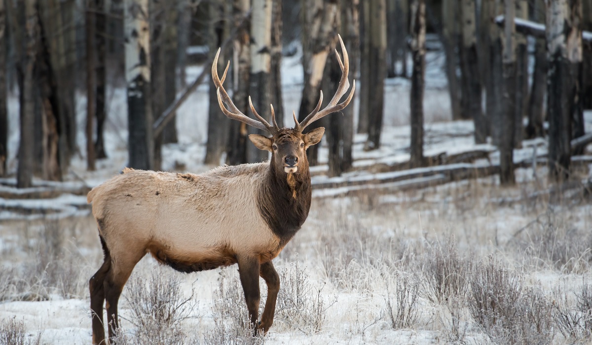 Wayne County Man Charged With Poaching Michigan Elk | OutdoorHub