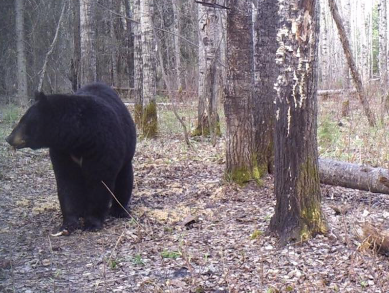 Black Bear Hunt Saskatchewan 1