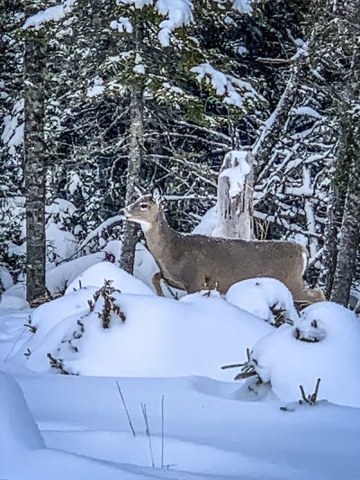 Anticosti Island Facts