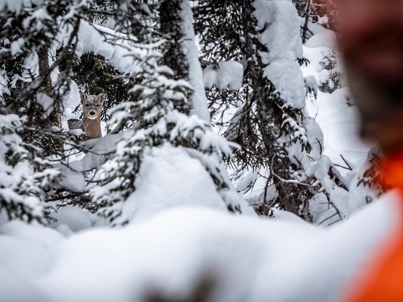 Anticosti Island Whitetail