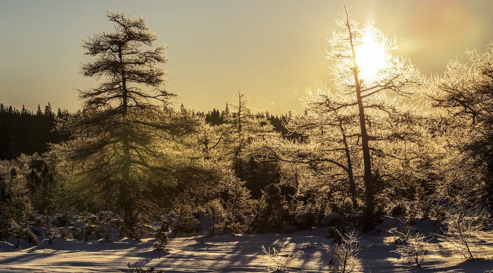 Anticosti Island Whitetails