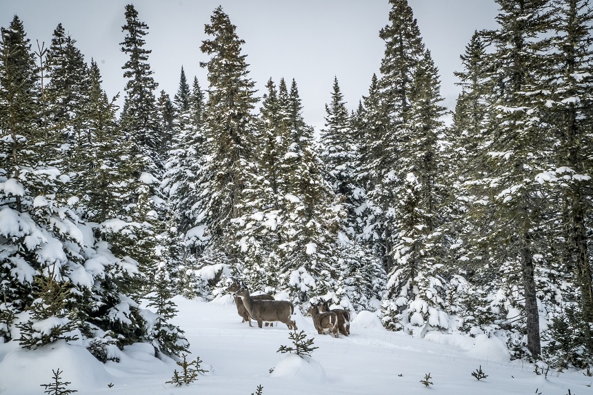 Anticosti Island Whitetails