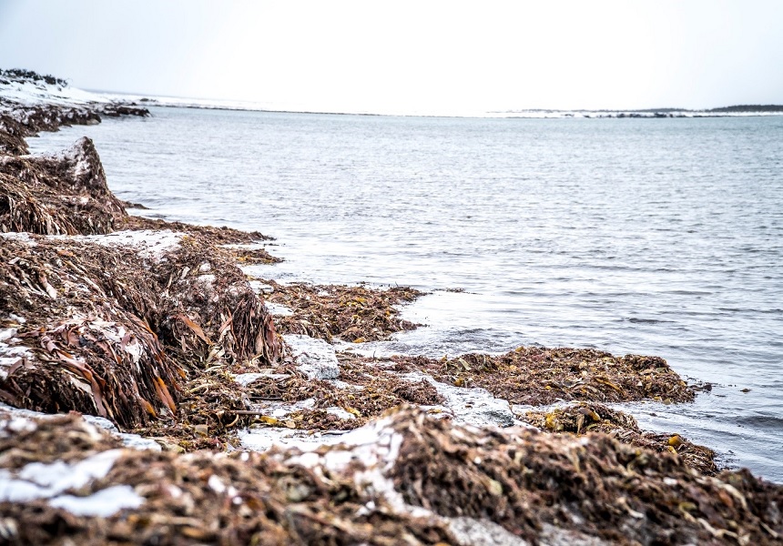 Anticosti Whitetail Hunting