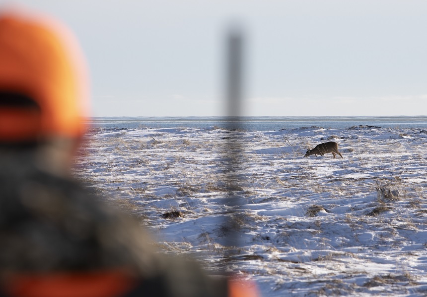 Anticosti Island Whitetail