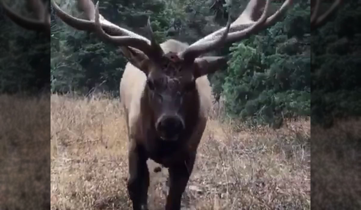 Video: Hunter Almost Flattened by Bull Elk Comes Within Inches of Giant ...